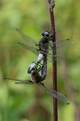David Plant Photography - Wildlife Photography - Scarce chaser - D